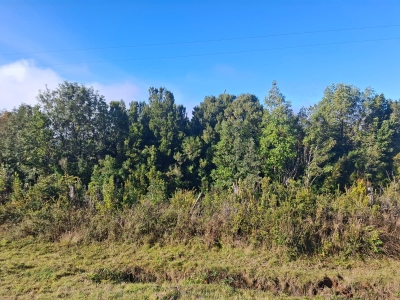 CentroCasas.cl Venta de Parcela en Valdivia, Bonifacio